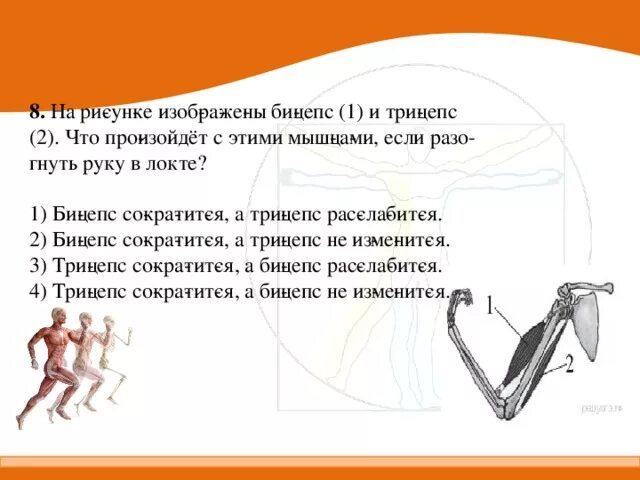 На рисунке изображены бицепс. Бицепс трицепс биология. трицепс бицепс егэ биология. разгибает руку в локте бицепс трицепс. бицепс сократится а трицепс расслабится.
