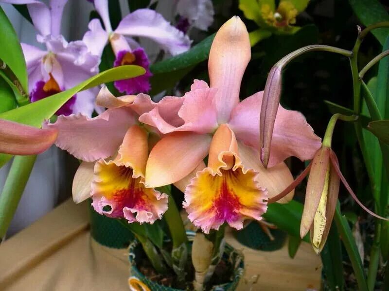 Орхидея Каттлея. Каттлея Трианы. Каттлея жёлтенькая. Колумбия Орхидея Каттлея.