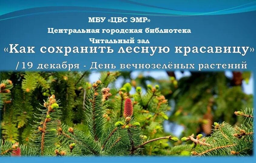 день поиска вечнозеленой елки. день поиска вечнозеленой елки 19 декабря. 19 декабря вечнозеленых растений. елка настоящая в лесу. дерево рождественская звезда.