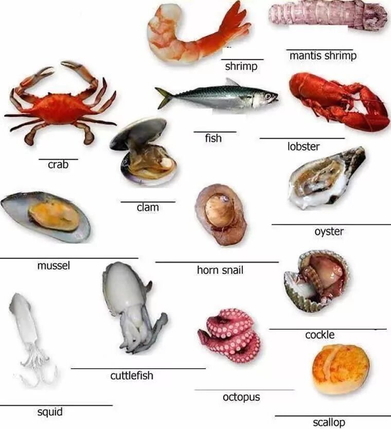 Английские слова рыба. Морепродукты названия. Морепродукты называнте. Вилы море продуктов. Морские морепродукты названия.