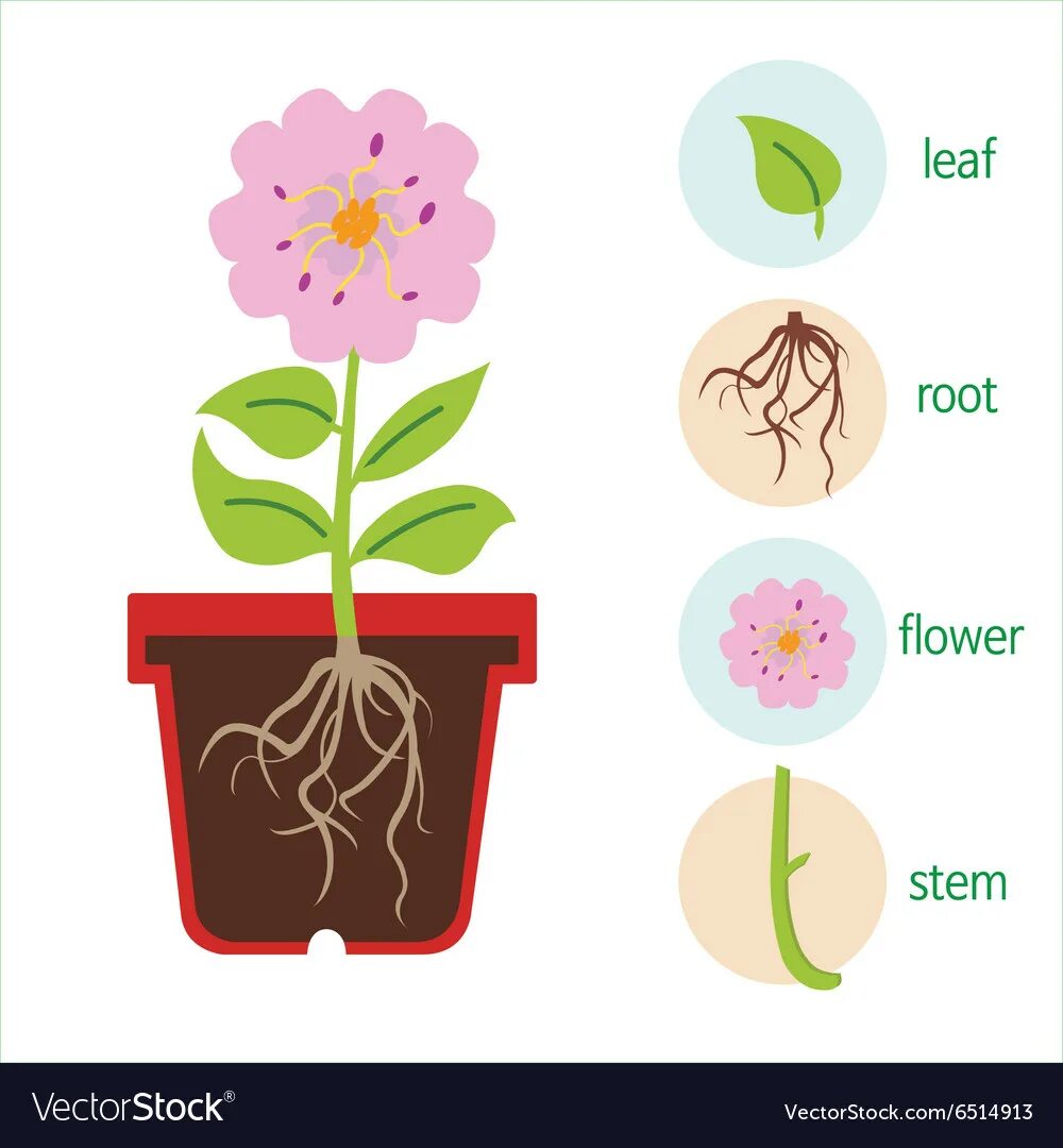 Строение растений корень стебель лист. Строение растения для малышей. Строение фиалки комнатной. Строение комнатного растения для дошкольников. Строение комнатного растения.