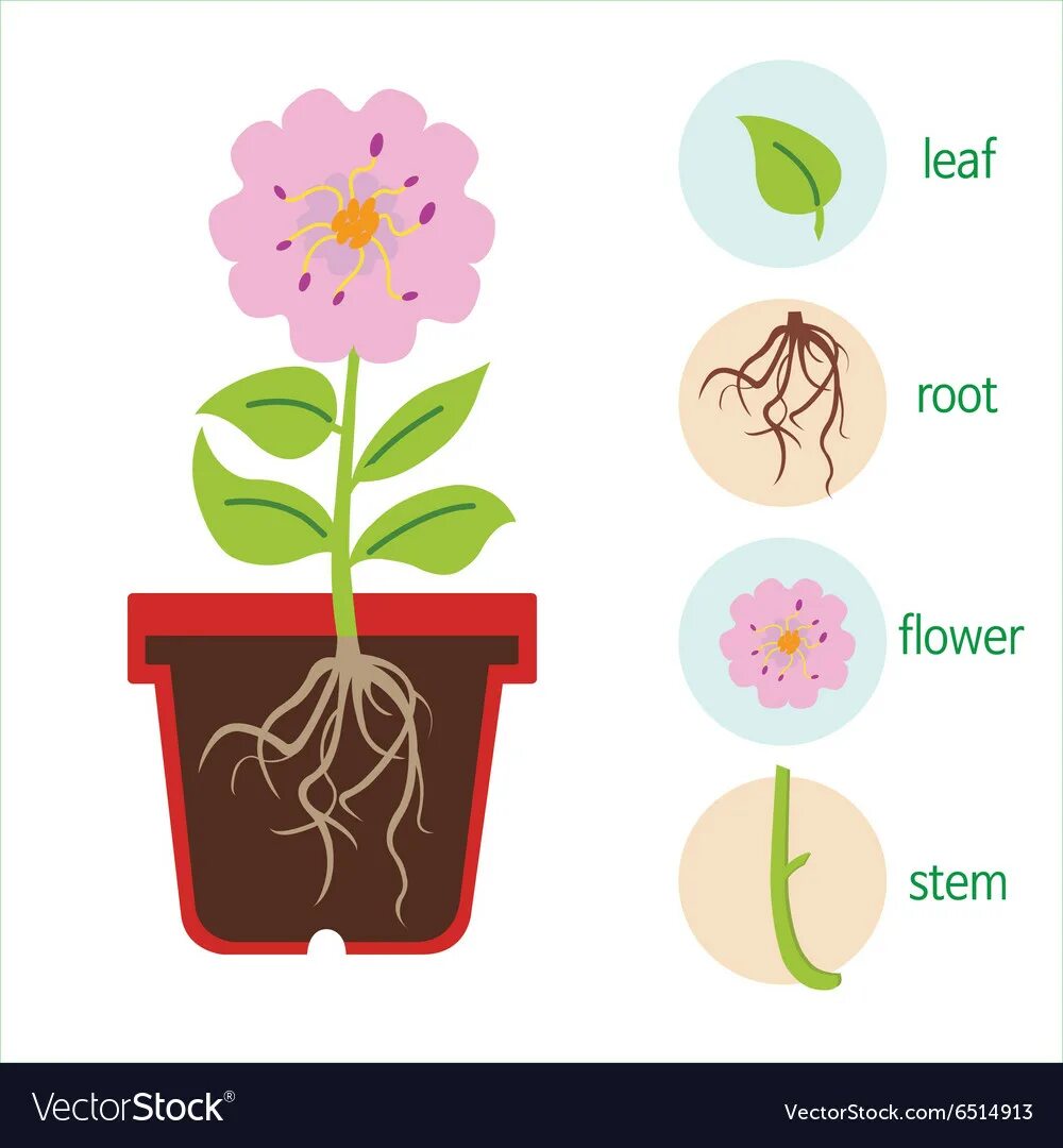 Части растения в горшке. Строение комнатного растения. Части цветка с горшком. Части комнатных растений для детей.