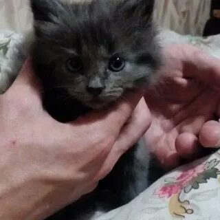 Котята в новороссийске