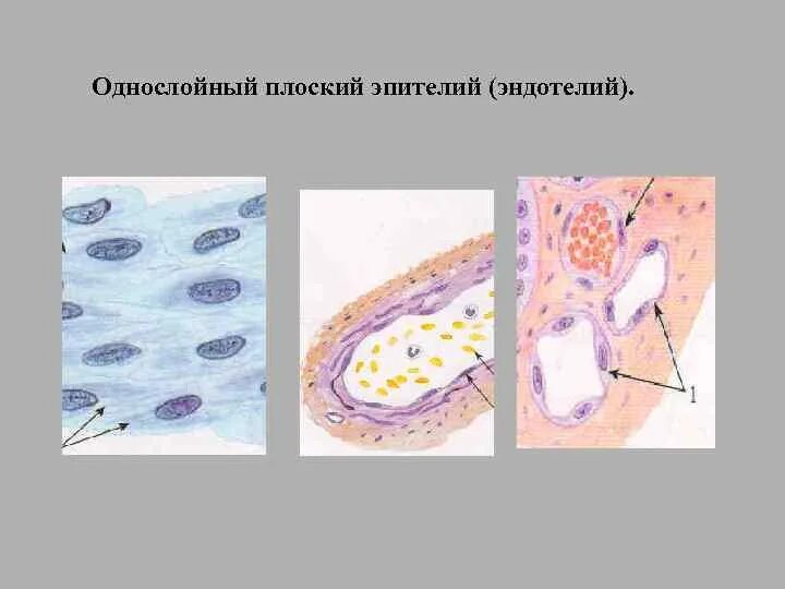 Эндотелий сосудов препарат гистология. Эндотелий сосудов гистология. Эндотелиоцит гистология. Сосудисто нервный пучок гистология препарат. Перициты гистология строение.
