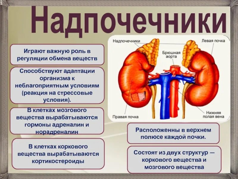 Через какое время вырабатывается