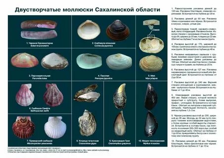 Ракушка название и формула