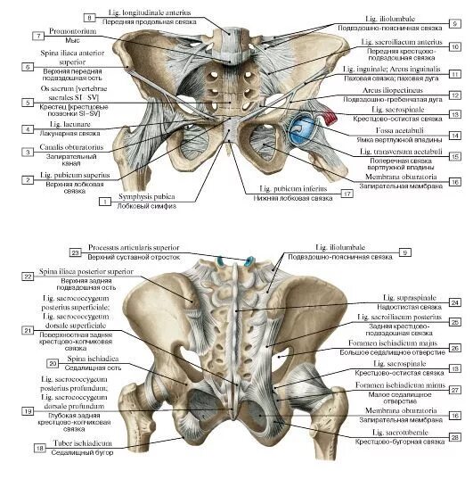 Соединение костей таза вид спереди. Соединение костей таза и нижней конечности анатомия. Связки таза вид спереди анатомия. Соединение костей пояса нижних конечностей.