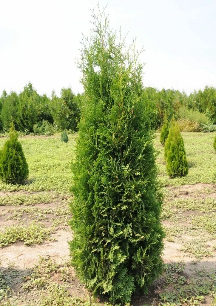 Продаю туи