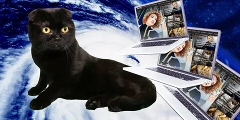 Котики 24