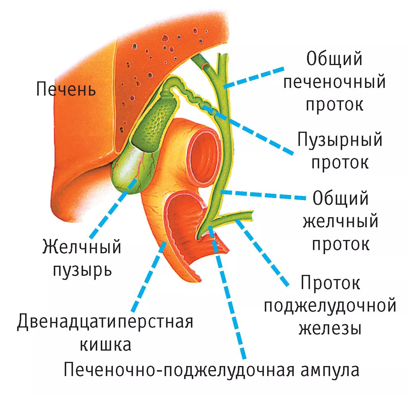 Отток желчи на боку