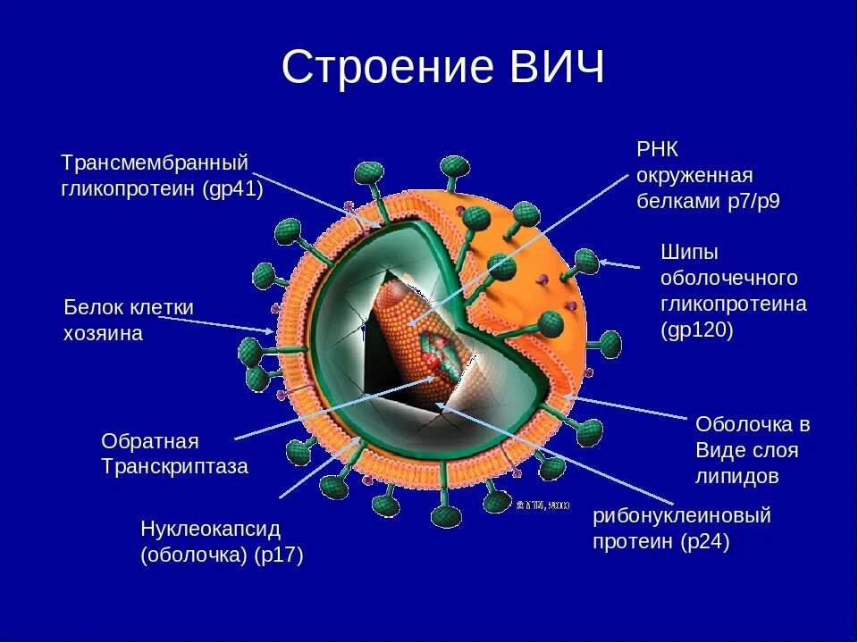 Вирус спида название. Строение клетки вируса ВИЧ. Схема вируса СПИДА. Строение вируса ВИЧ. Схема строения вируса иммунодефицита человека.