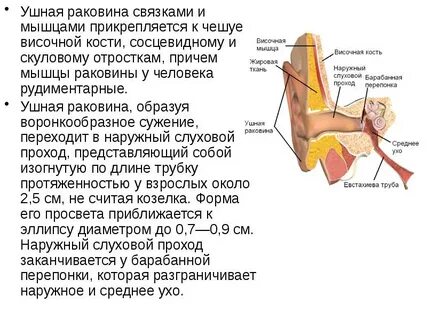 Роль мышц среднего уха
