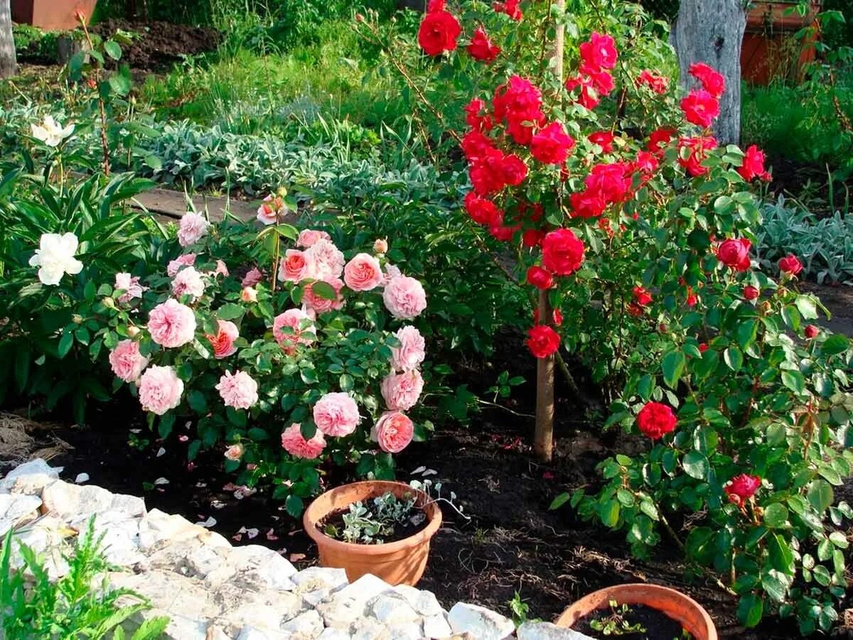 Лучшие розы для сада. Розарий Канадские розы.