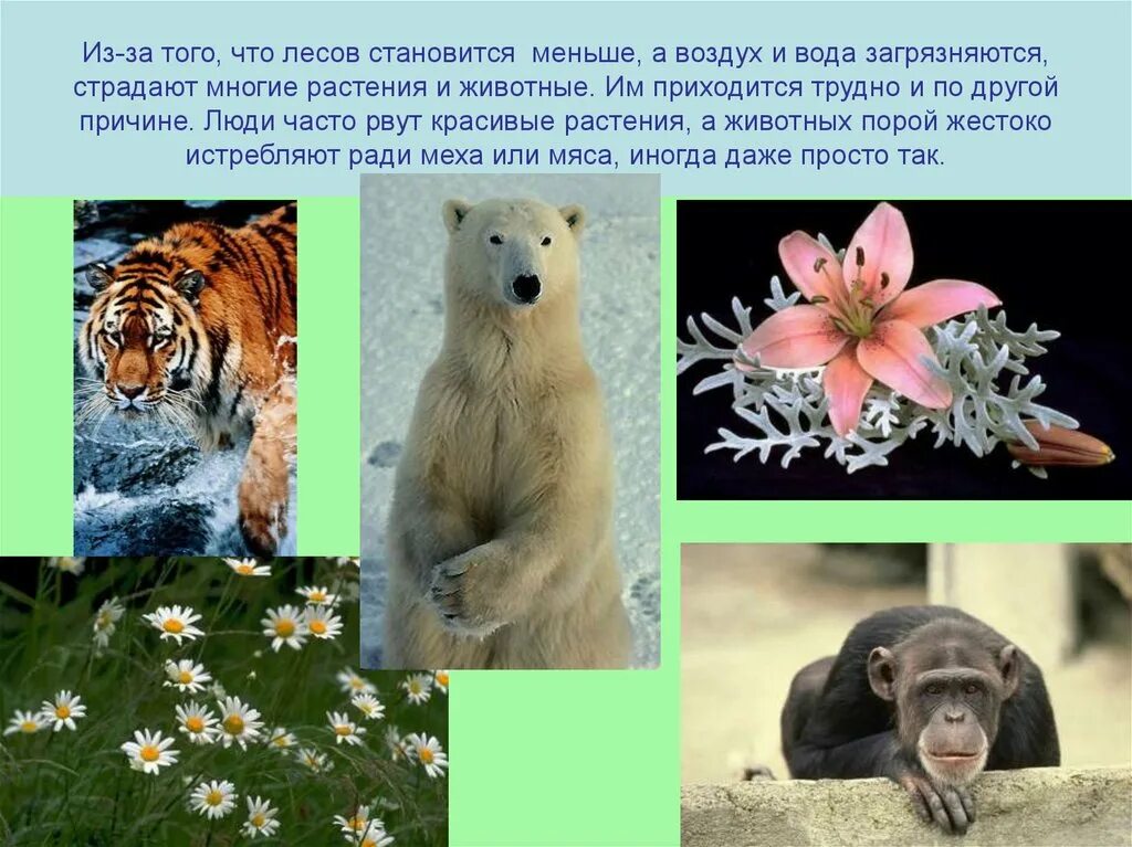 Доклад природа в опасности. Природа в опасности слайды. Природа в опасности презентация. Природа в опасности окружающий мир проекты. Сообщение природа 3 класс