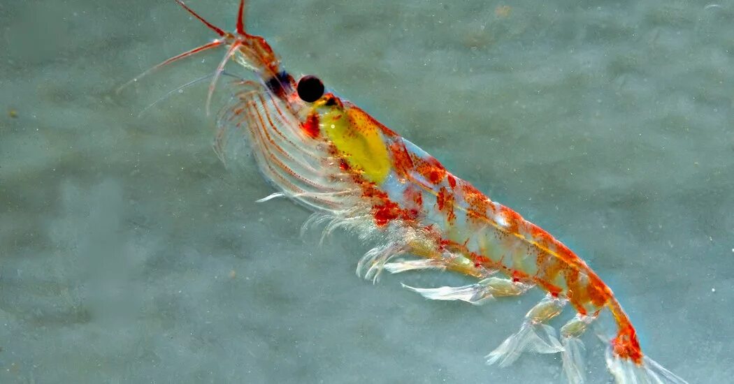 антарктическая креветка криль. рачок бокоплав. рачок бокоплав. мексиканский оранжевый карликовый. рачки бокоплавы байкала.