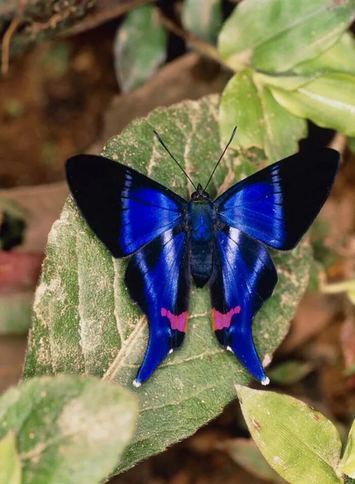 Название самых красивых бабочек. Калифорнийский синий Махаон. Бабочка. Красивые бабочки. Экзотические бабочки.