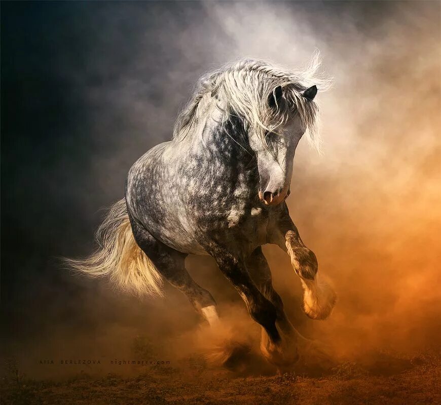 Статус про лошадей. Цитаты про лошадей. Фразы про лошадей со смыслом. Цитаты про лошадей. Высказывания о лошадях.