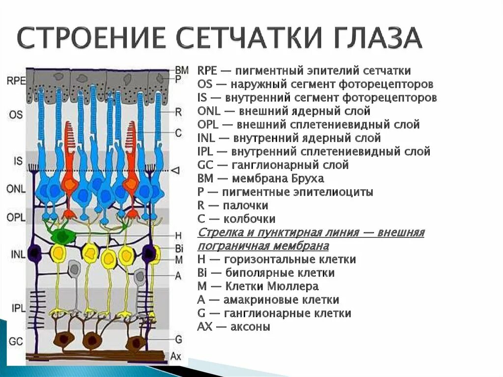 Колбочки и палочки какая оболочка глаза. Строение сетчатки фоторецепторы. Палочки и колбочки сетчатки строение. Строение и функции оболочки сетчатки. Строение сетчатки, палочки и колбочки и их функции..