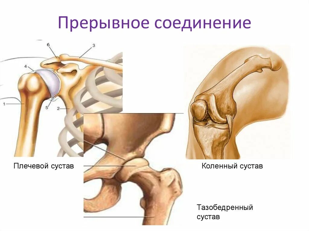 Суставное соединение костей. Прерывные соединения костей суставы. Синдесмология, соединение костей. Прерывные соединения синдесмология. Синдесмология анатомия.