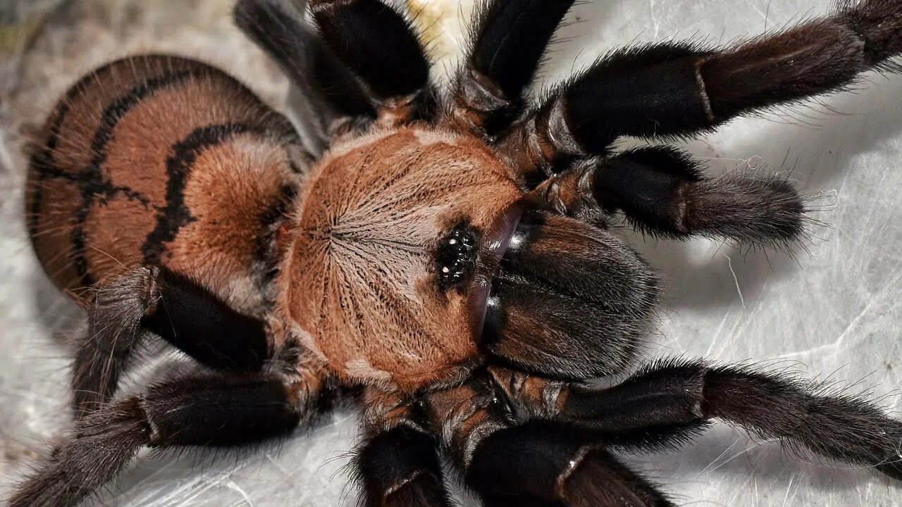 Как по английски будет паук. Chilobrachys fimbriatus. Паук Chilobrachys fimbriatus. Chilobrachys fimbriatus Хилобрахис фимбриатус. Фимбриатус птицеед.