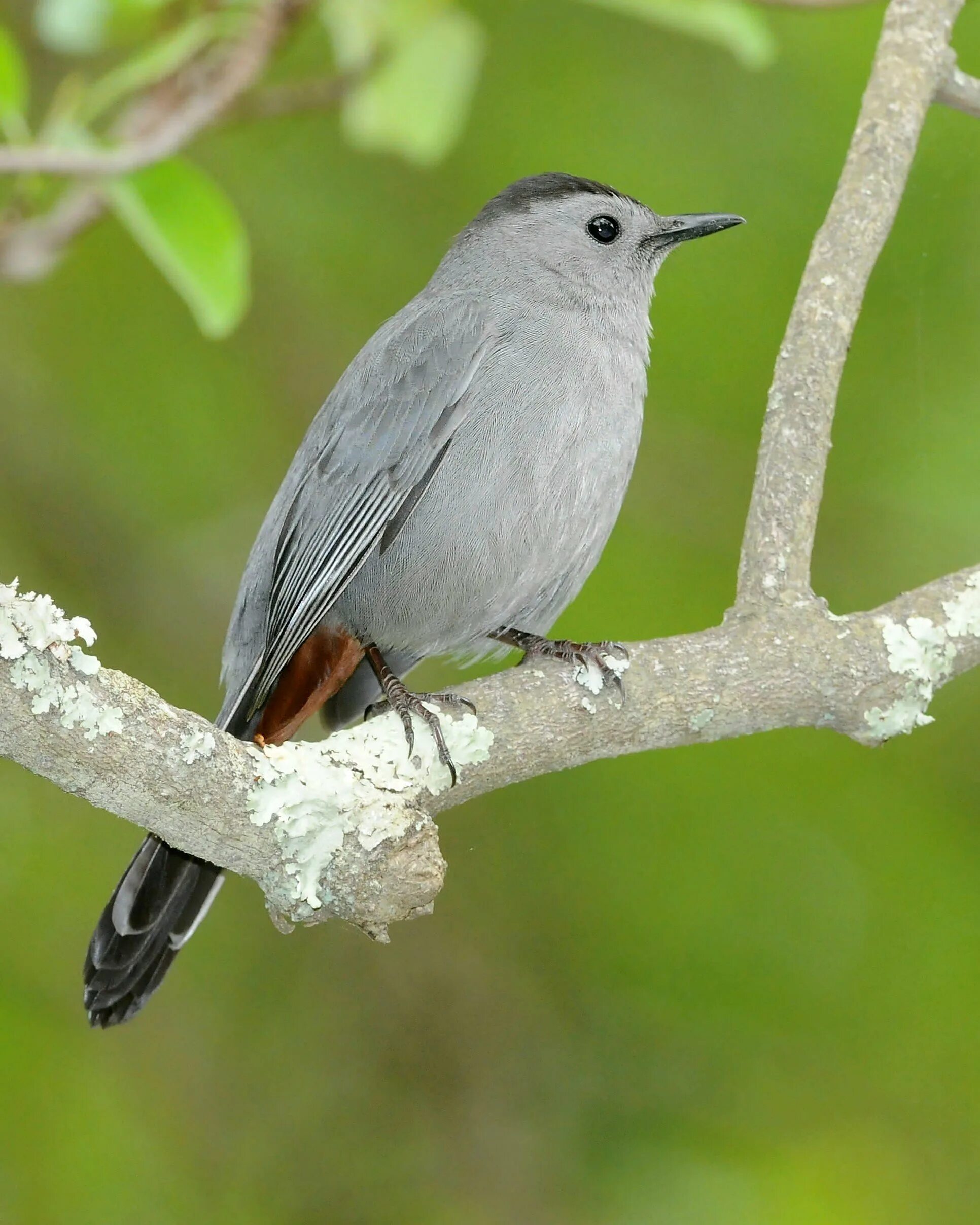 Как обитает серая птица. Серый Дрозд (Grey Catbird). Dumetella carolinensis. Хохлатая Пичуга. Gray Catbird птица.