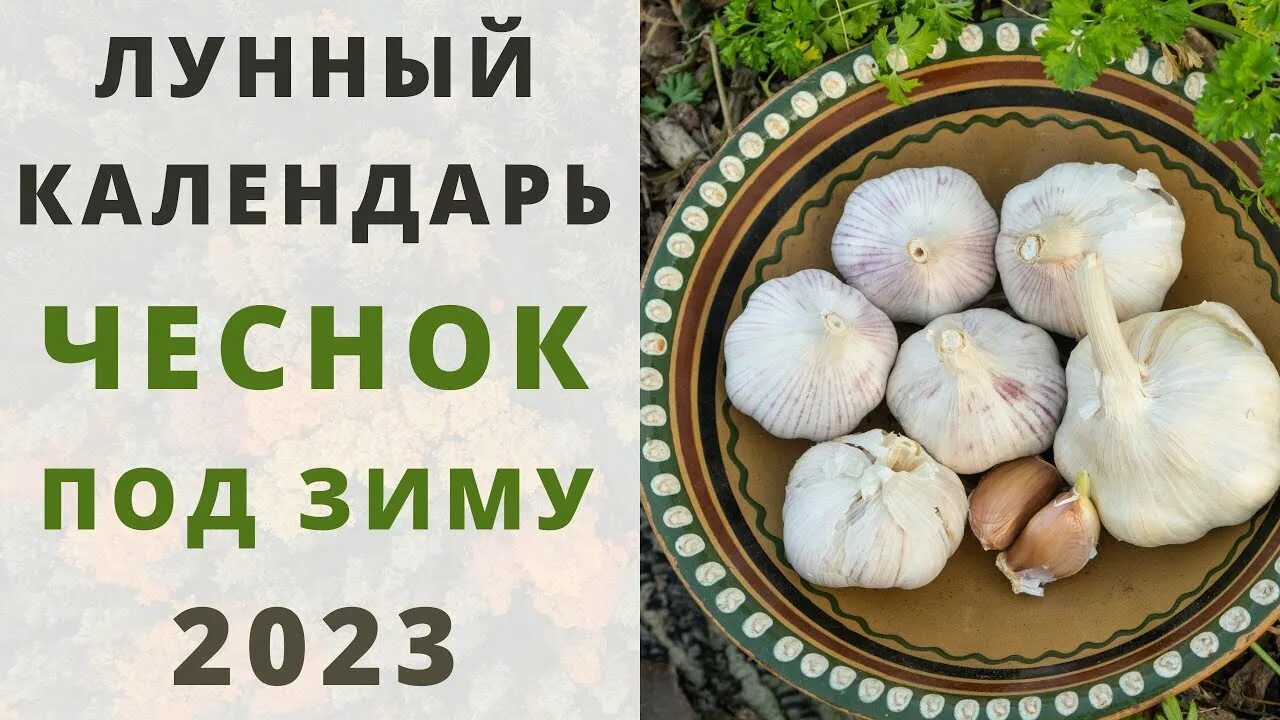 Хорошие дни для посадки чеснока. Благоприятные дни для посадки чеснока. Благоприятные дни для посадки чеснока 2022. Благоприятные дни для посадки чеснока в октябре. Чеснок посадка под зиму по лунному календарю 2022 года.