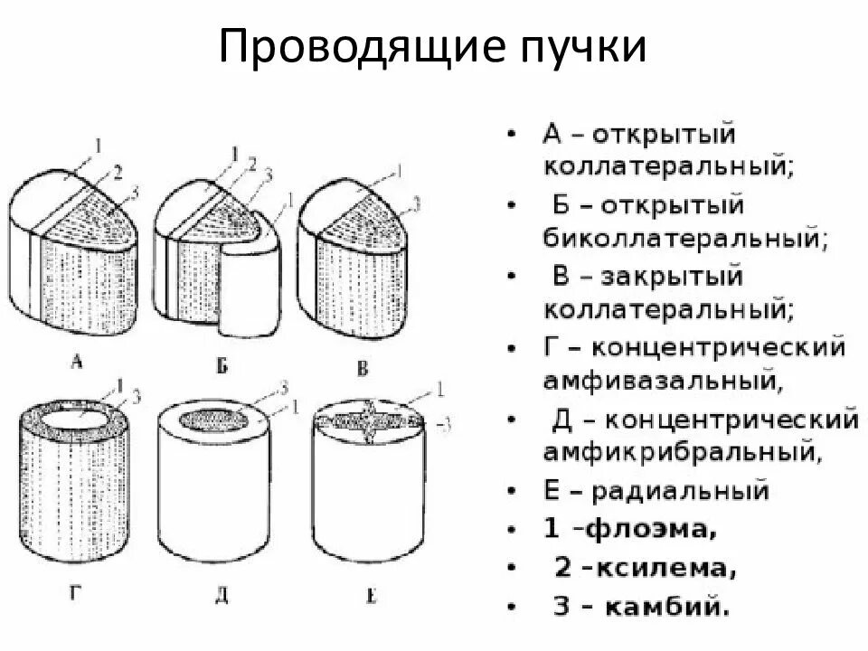 Проводящие пучки состоят из