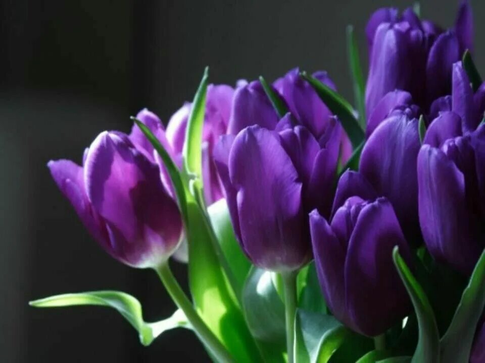 Фиалковые тюльпаны. Purple Sensation тюльпан. Лиловые тюльпаны. Тюльпан сиреневый. Сиреневые тюльпаны фото