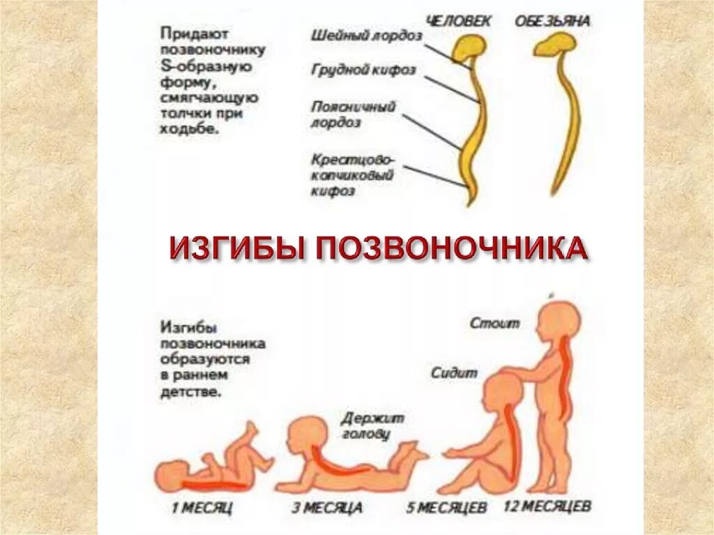 Развитие изгибов позвоночника