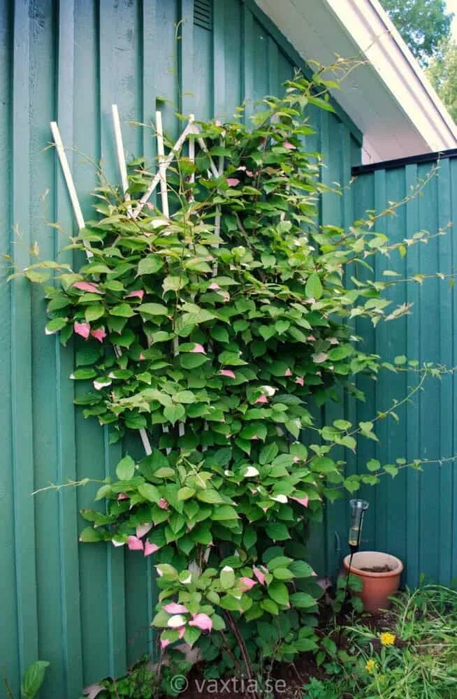 Лимонник на даче. Шпалера для актинидии. Лимонник плющ. Шпалера для актинидии. Актинидия коломикта.