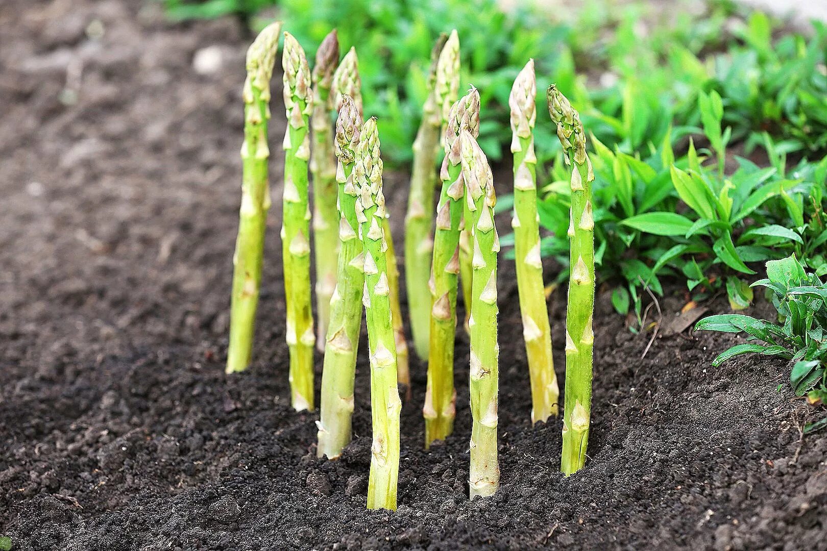 Спаржа растение. Спаржа Огородная. Аспарагус спаржа Садовая. Спаржа (Asparagus officinalis).. Спаржа урожай