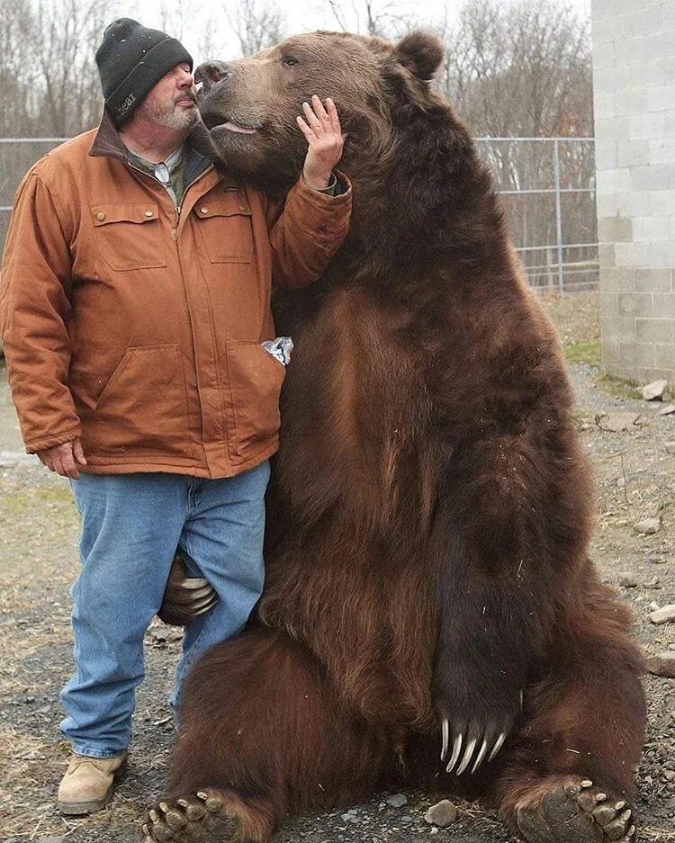 Какой медведь сильнее. Бурый медведь Кадьяк. Большой бурый медведь Кадьяк. Кадьяк (медведь). Кадьяк медведь и Гризли.