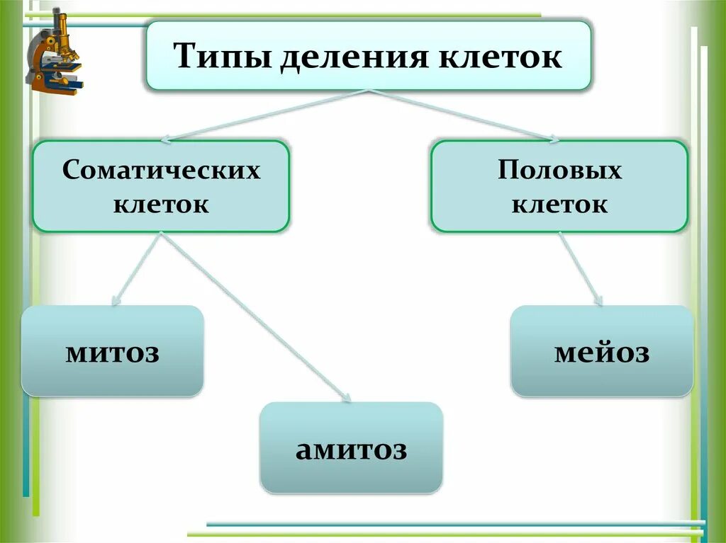 Типы деления клеток 3 типа. Типы деления клеток. Жизненный цикл клетки митоз амитоз. Типы деления клеток митоз мейоз амитоз. Способы деления клеток амитоз митоз мейоз.