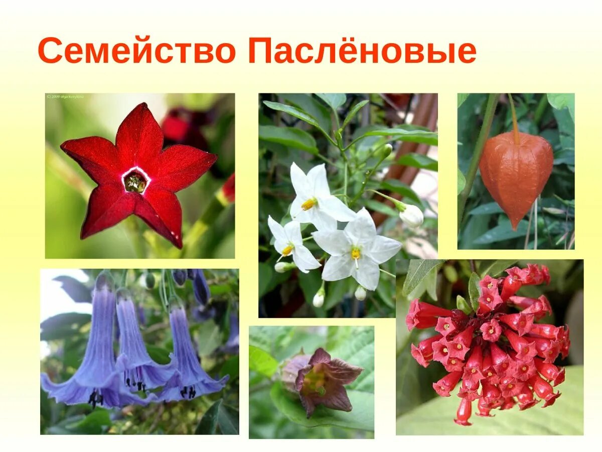 Пасленовые примеры названия. Семейство пасленовые. растения семейства пасленовых. двудольные растения пасленовые. покрытосеменные пасленовые.