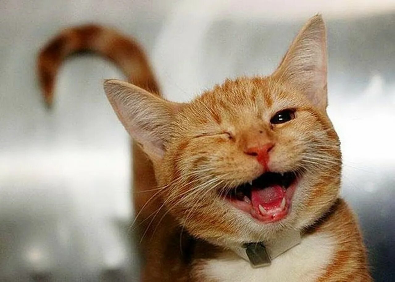 Ну довольная. Радостный кот. Улыбка кота. Веселый котик. Кот улыбается.