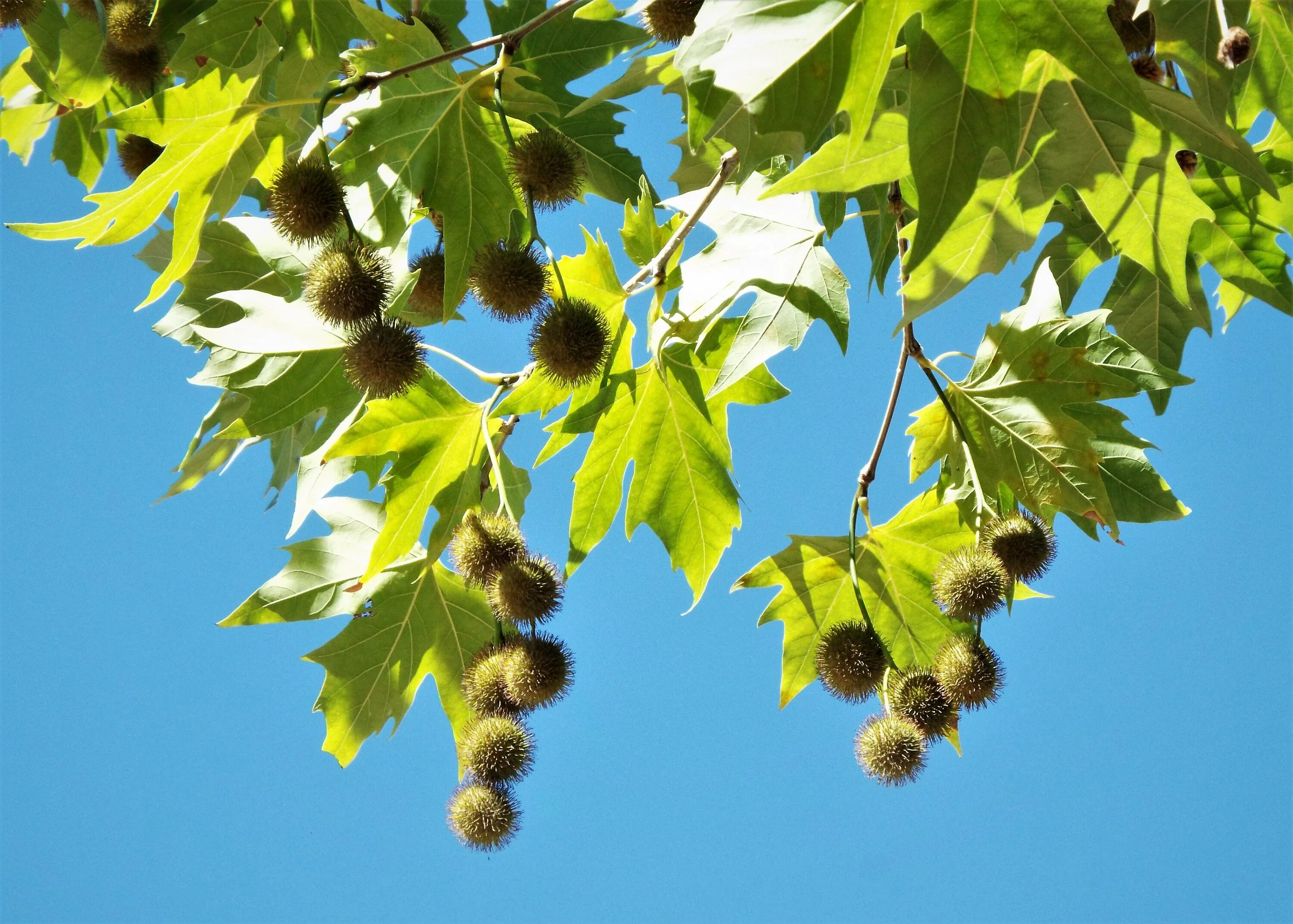 Что такое чинара. Платан Восточный (Чинара) Platanus orientalis. Платан Западный Platanus occidentalis. Платан колючие шишки. Платан Чинара плод.