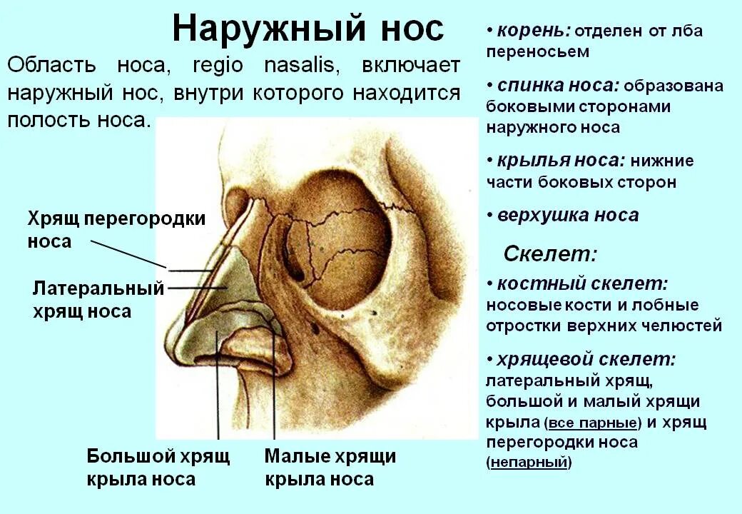 Сколько всего носовых раковин выступов в носу