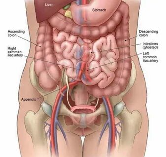 Брюшная полость человека органы мужчины фото