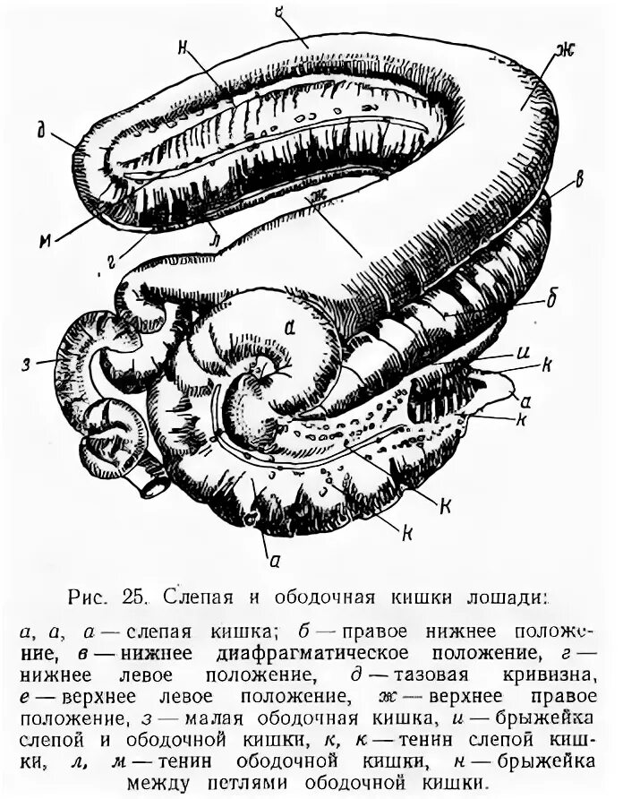 У каких животных короткий кишечник. Ободочная кишка лошади. Топография Толстого отдела кишечника у лошади. Строение Толстого отдела кишечника у лошади. Малая ободочная кишка у лошади.