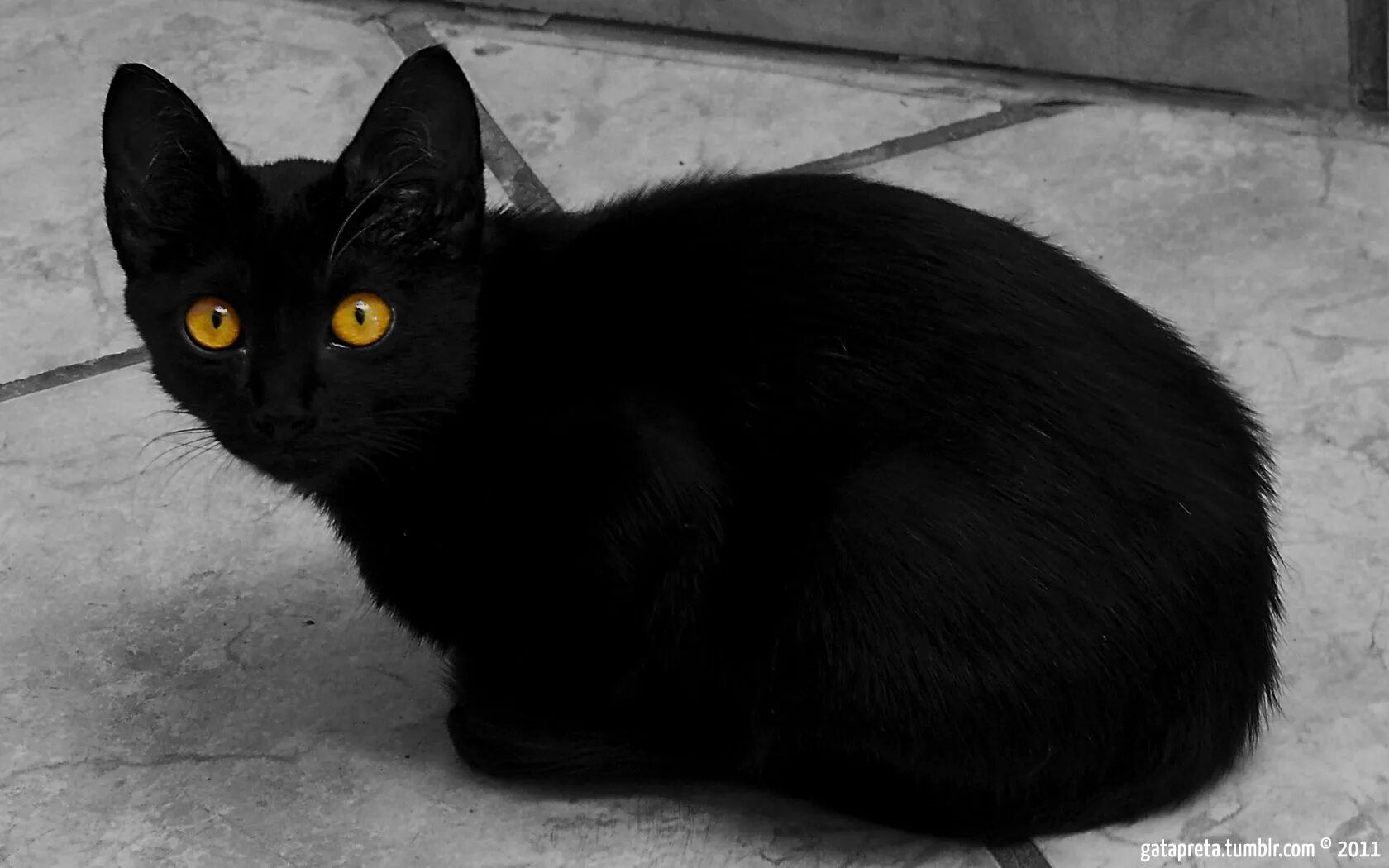Бомбейская кошка черно белая. Британская Бомбейская кошка. Бомбейская кошка длинношерстная. Бомбейская кошка длинношерстная черная.