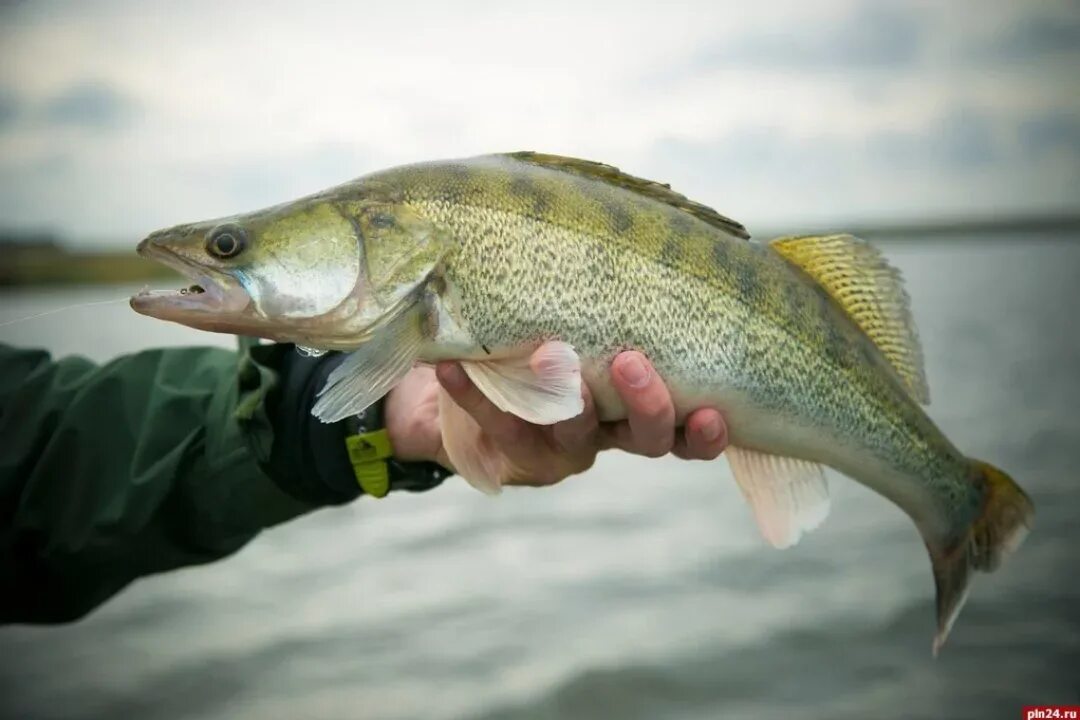 Желтый судак. Судак обыкновенный - stizostedion lucioperca. Желтый судак. Желтый судак. Судак.