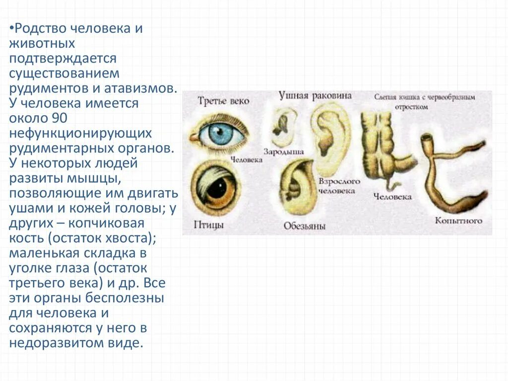 Аппендикс является рудиментом. Наличие у человека рудиментов и атавизмов. Родство человека и животных. Рудименты человека и животных. Рудименты и атавизмы у животных.