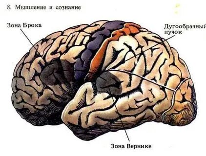Зона брока и вернике за что отвечает