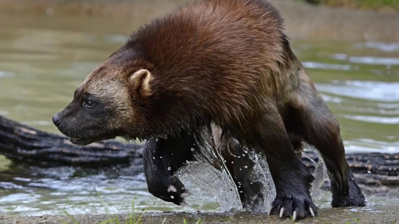 Росомаха пасть. Как кричит росомаха. Как кричит росомаха. Как кричит росомаха. Росомаха в тундре.