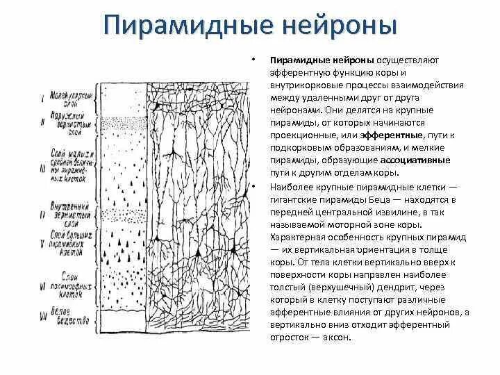 Пирамидальные нейроны. Пирамидные нейроны функции. функции внутреннего пирамидного слоя. внутренний пирамидный слой. пирамидальные нейроны функция.