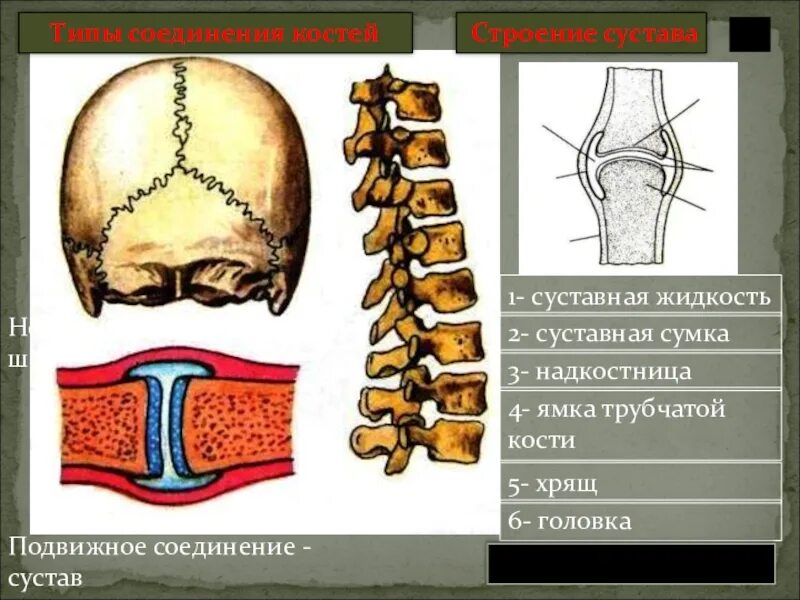 Полуподвижные кости пример. Неподвижные полуподвижные и подвижные соединения костей. Подвижная полуподвижная неподвижная соединение костей. Соединение костей 8 класс биология. Соединение костей надкостницы.