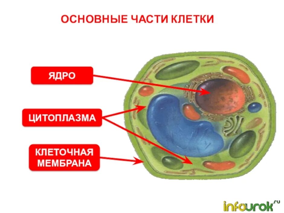 Клетка 5. Главная составная часть клетки. Основные части клетки анатомия. Основные части клетки 5 класс биология. Основные составные части клетки.
