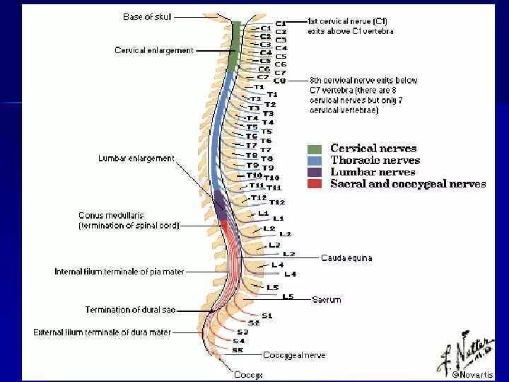 L1 позвонок. Позвонки Неттер. Позвоночник рисунок. Позвонок l1 где находится. Серые столбы спинного мозга