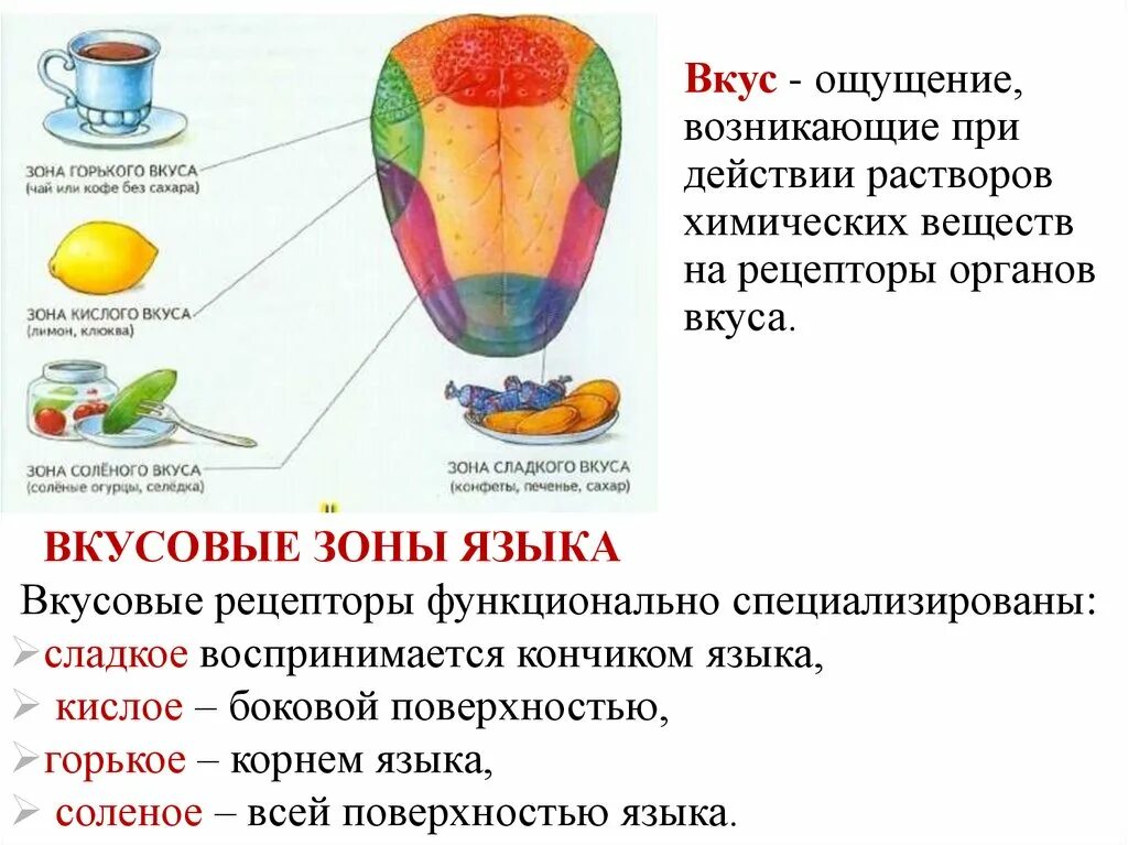 Ощущение возникают при рецепторов. Вкусовые зоны языка. Вкусовые ощущения. Зона вкусовых ощущений. Части языка отвечающие за вкус.