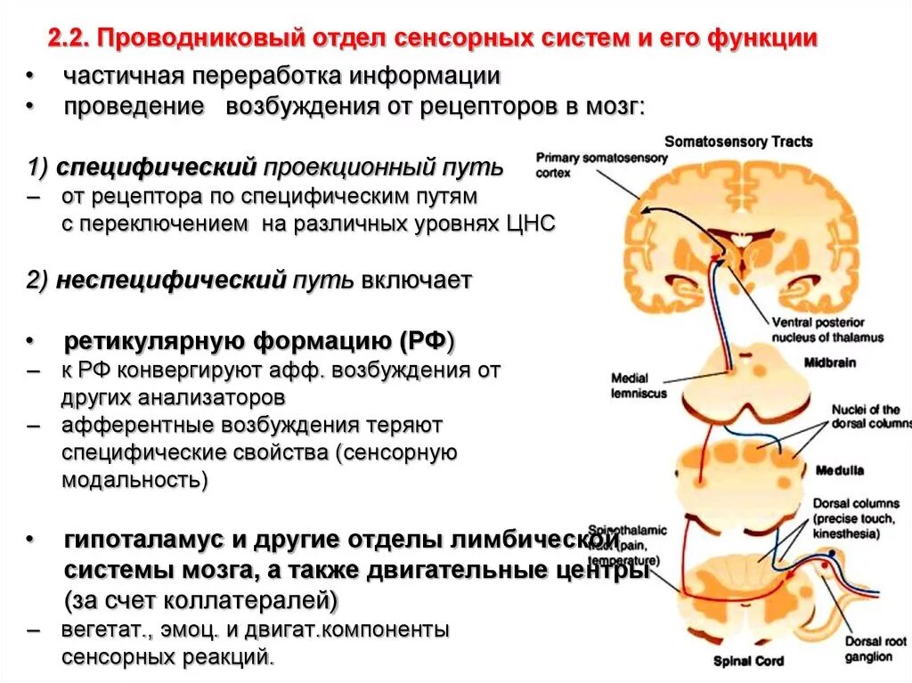 Структура обонятельной сенсорной системы. Проводниковый отдел вкусового анализатора физиология. Проводниковый и корковый отделы системы слуха. Периферическая проводниковая и центральная сенсорная система. Периферический, проводниковый, корковый отделы сенсорной системы.